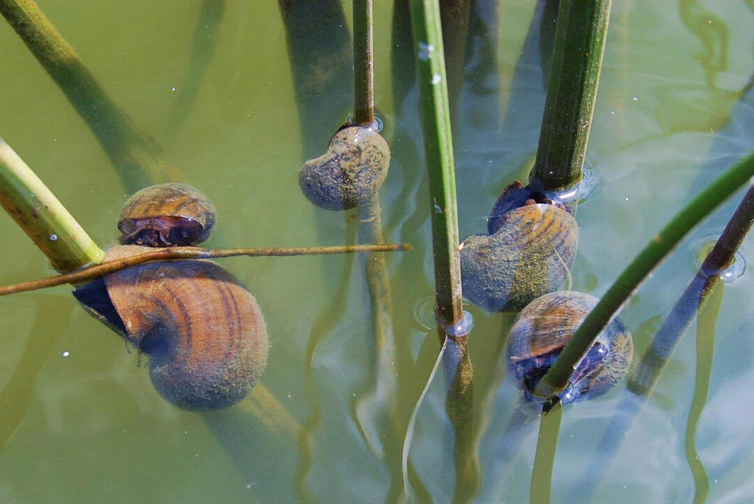   Apfelschnecken fressen in einem Teich an Flatter-Binse und Pfeilkraut. 