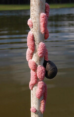 Eigelege von Apfelschnecken