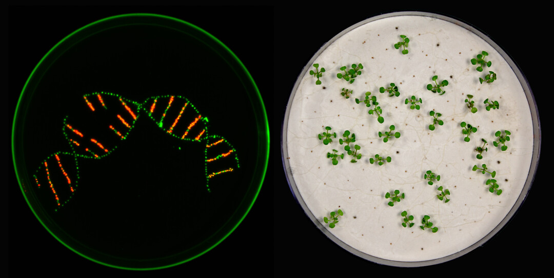 In der Arbeit nutzten die Forschenden Marker, um verschiedene Pflanzensamen voneinander zu unterscheiden. Mit bloßem Auge lässt sich kein Unterschied erkennen. Unter UV-Licht erscheinen transgene Samen dann jedoch rot, nicht-transgene grün. (linkes Bild)
