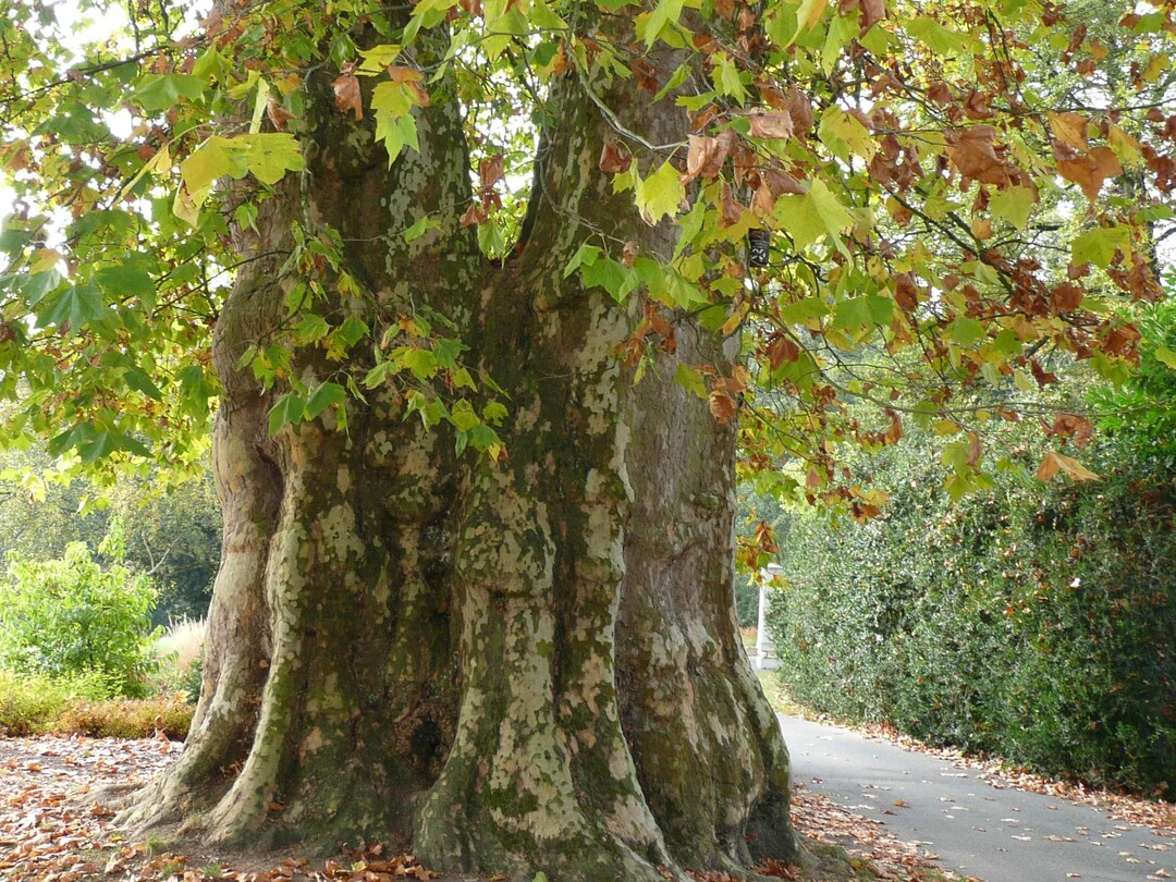 Die Hohenheimer Platane ist 244 Jahre alt ber 30 Meter hoch. Ihr gegabelter Stamm symbolisiert zwei Liebende: Herzog Carl Eugen pflanzte den Baum fr seine Frau Franziska.