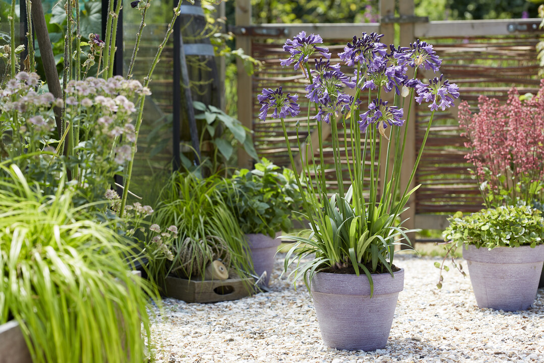 Agapanthus Poppin Purple Patio 