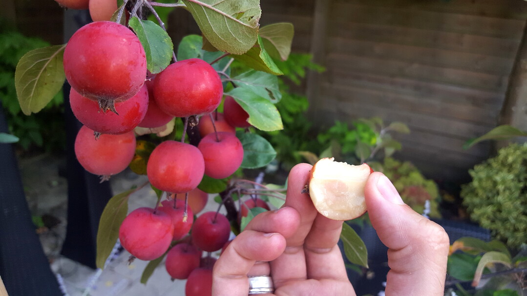 Malus "Appletini", ein wohlschmeckender Zierapfel