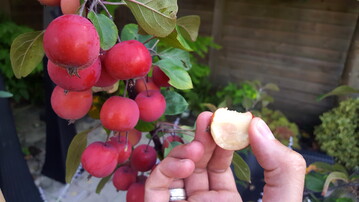 Malus "Appletini", ein wohlschmeckender Zierapfel