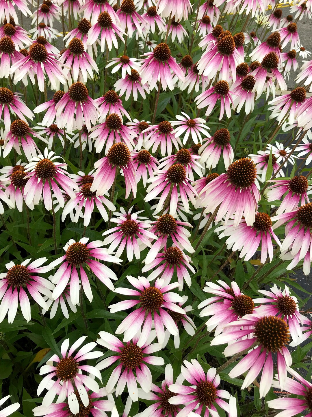 Echinacea "Pretty Parasols"
