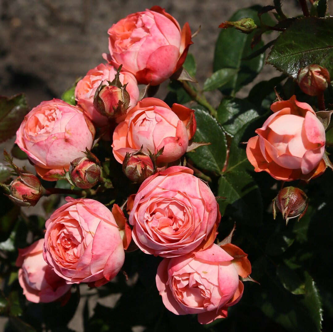 Pompeji, eine nur 50 cm hoch werdende Patio-Rose mit kugeligen Blten in Dolden