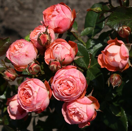 Pompeji, eine nur 50 cm hoch werdende Patio-Rose mit kugeligen Blten in Dolden