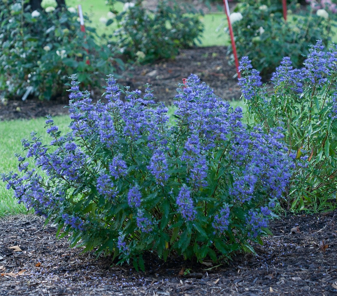 Caryopteris x clandonensis "CT-9-12" Beyond Midnight
