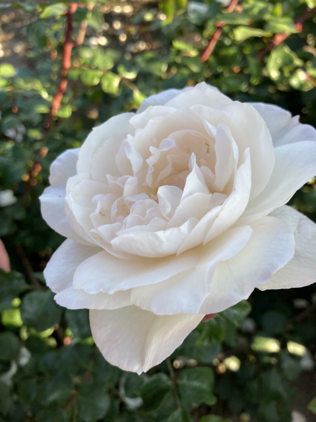 Crazy in Love Pure, eine krftig wachsende, reinwei gefllt blhende Kletterrose