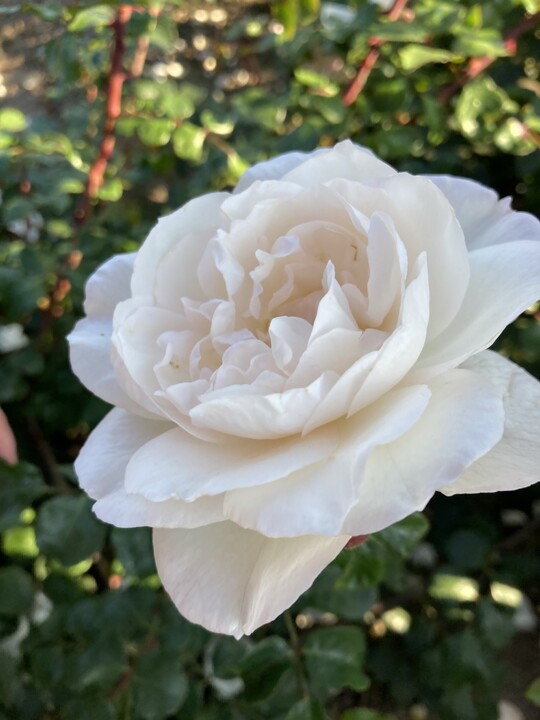 Crazy in Love Pure, eine krftig wachsende, reinwei gefllt blhende Kletterrose
