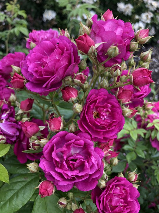    Purple Siluetta (Kordes Rosen)
ist eine fterblhende, zart duftende Ramblerrose mit intensiver Bltenfarbe und exzellenter Blattgesundheit. Durch moderate Wuchskraft gut geeignet fr Kbel und Verwendung auch in kleineren  Grten. Ergnzung des beliebten SILUETTA Sortiments. 