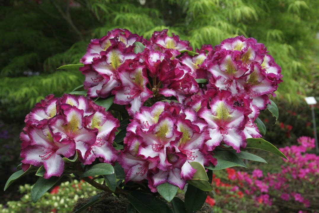 Eine neue Rhododendron-Züchtung von Hachmann mit viel Potenzial: Pushy Purple "Hachmagic"