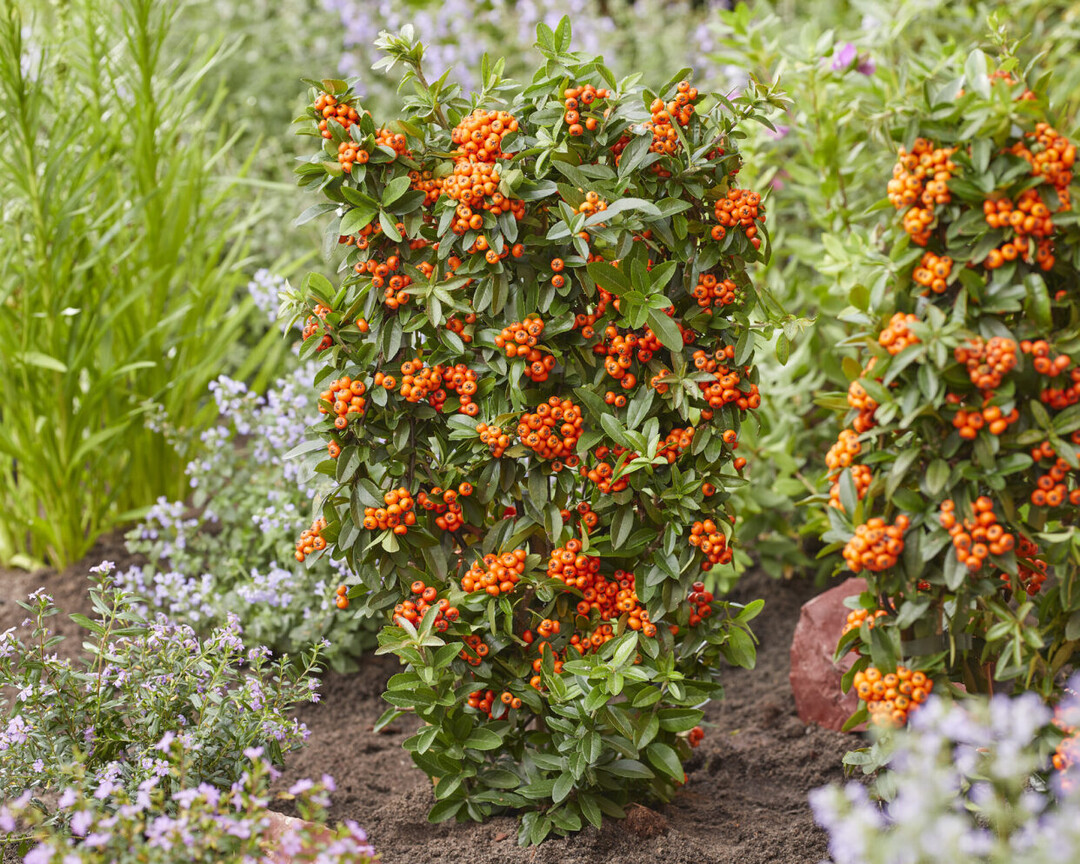Pyracantha Orange Star, eine Sorte ohne Dornen