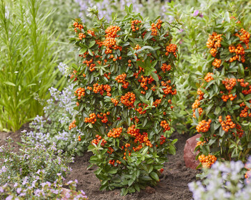 Pyracantha Orange Star, eine Sorte ohne Dornen