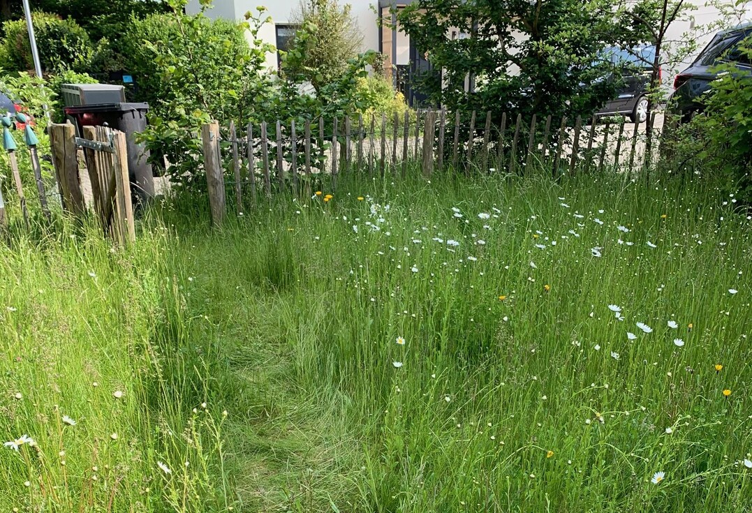 Eva Fried aus Nordrhein-Westfalen belegte mit 9 gesichteten Arten und 176 gezählten Blüten auf der nicht gemähten Rasenfläche den dritten Platz.