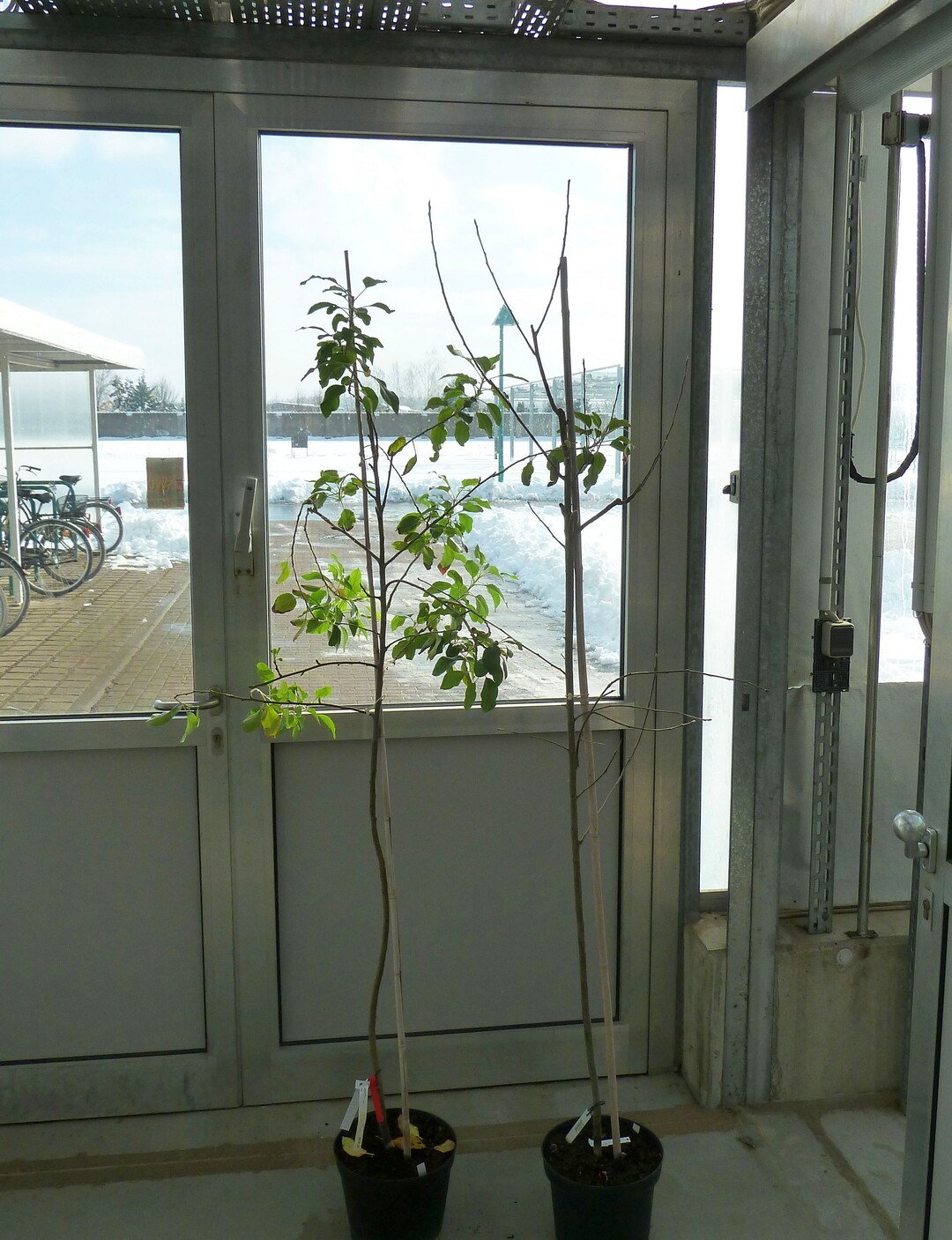 Bei geringer Aktivitt des MdDAM1-Gens (links) bleiben Apfelbume auch im Winter grn und treiben aus. Hohe Genaktivitt (rechts) lst die Knospenruhe aus. 