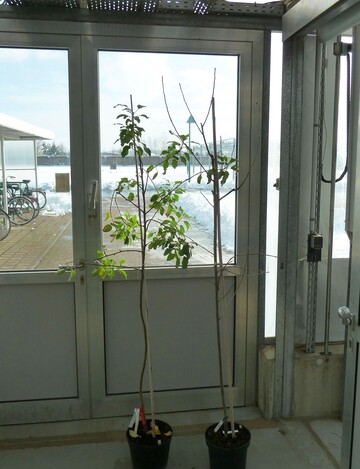Bei geringer Aktivitt des MdDAM1-Gens (links) bleiben Apfelbume auch im Winter grn und treiben aus. Hohe Genaktivitt (rechts) lst die Knospenruhe aus. 