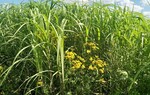 Biogenergie: Miscanthus x giganteus und Rainfarn