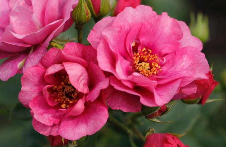 Neue Zierpflanzen mit kompaktem Wuchs und Blüten für Insekten
