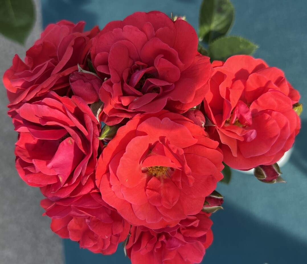 Goldende Rose von Baden-Baden 2022: Rosa "Trudy"