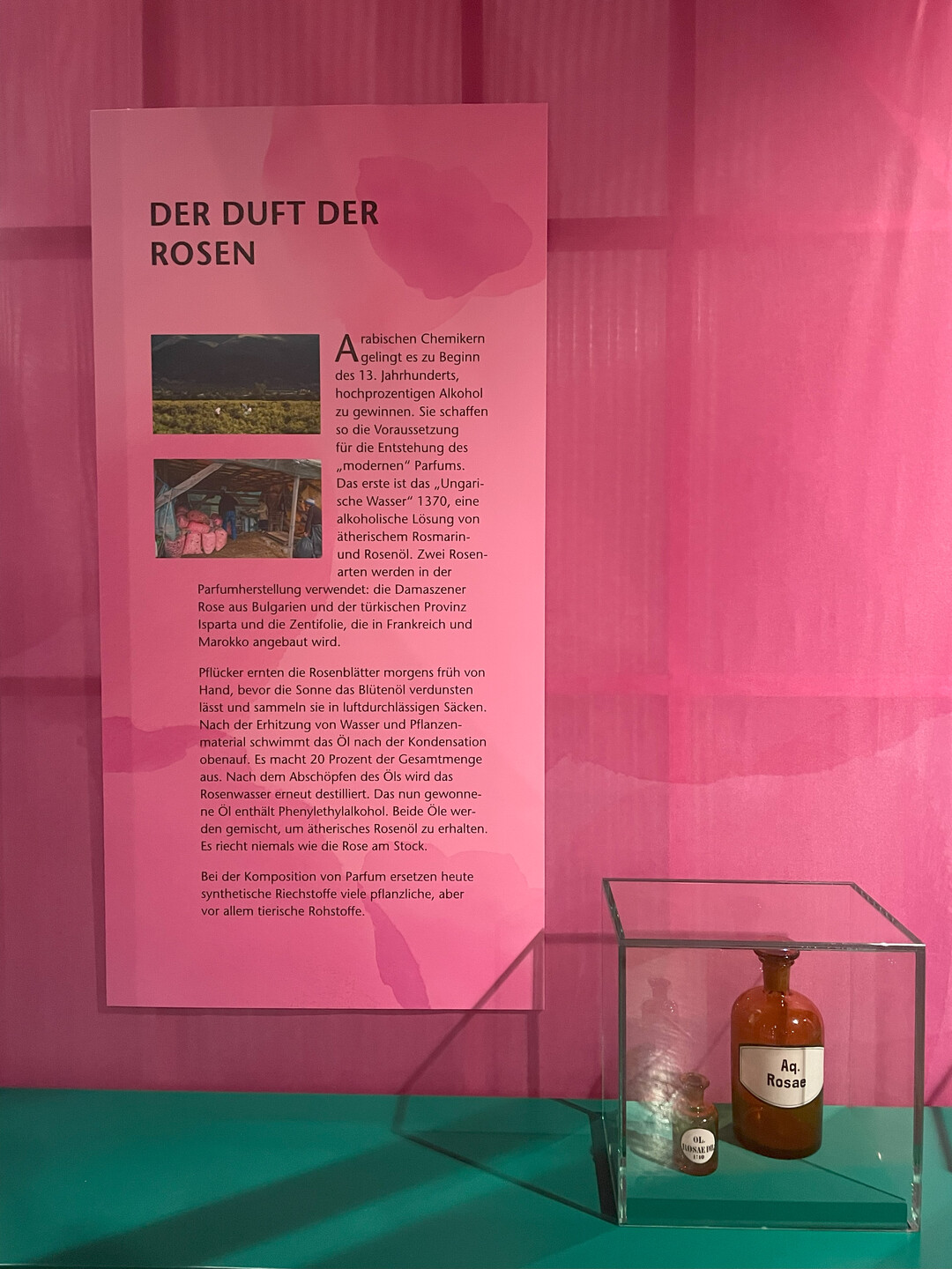 Duftrosen - ein Ausstellungsbeitrag zu Die Rose im Bomann Museum in Celle<br>