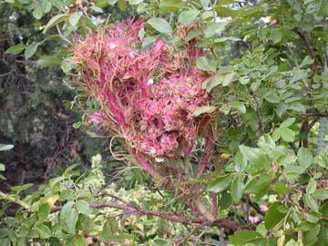Der Rosen-Rosette-Virus, hier an Rosa "Baiore" POLAR JOY", verursacht Hexenbesen mit meist rtlich gefrbten Auswchsen.