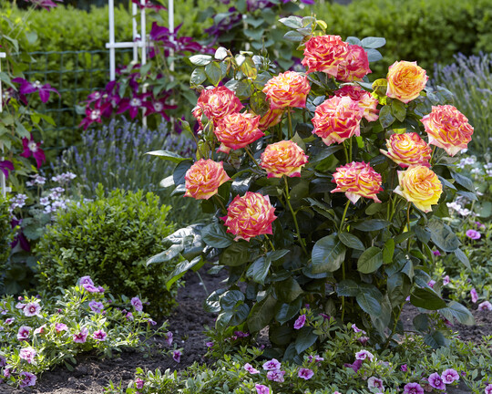 Rosa Twister Select hat helle, groe, gelb-orange-rosa Blten (bis 10 cm Durchmesser) und blht von Mai bis Oktober. Twister Select produziert keine Hagebutten, blht daher besonders ppig. Das Laub ist dunkelgrn, glnzend und gesund und uerst widerstandsfhig. Twister Select hat wird bis zu ca. 80 cm hoch und 40 cm breit. Perfekt zur Kombination im Beet, aber auch im Kbel auf Balkon oder Terrasse. Winterhart bis -18 C.