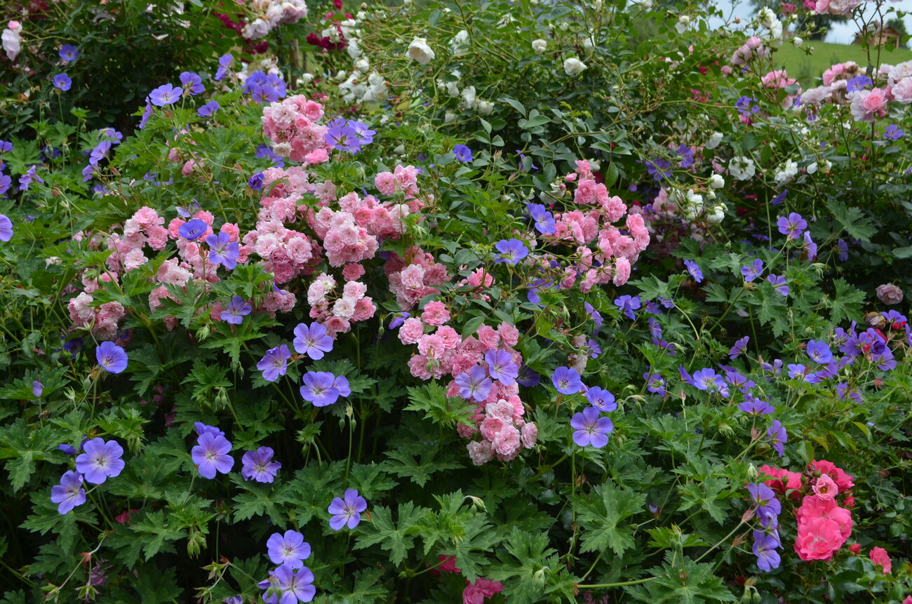 Über Rückschnitt und Düngung bei Rosen Gartenpraxis