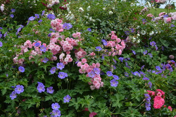 ppige Rosenblte in Kombination mit Geranium "Rozanne"