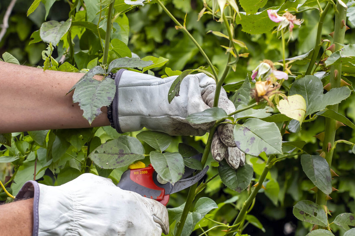 Rosenschnitt nach der ersten Blüte Gartenpraxis