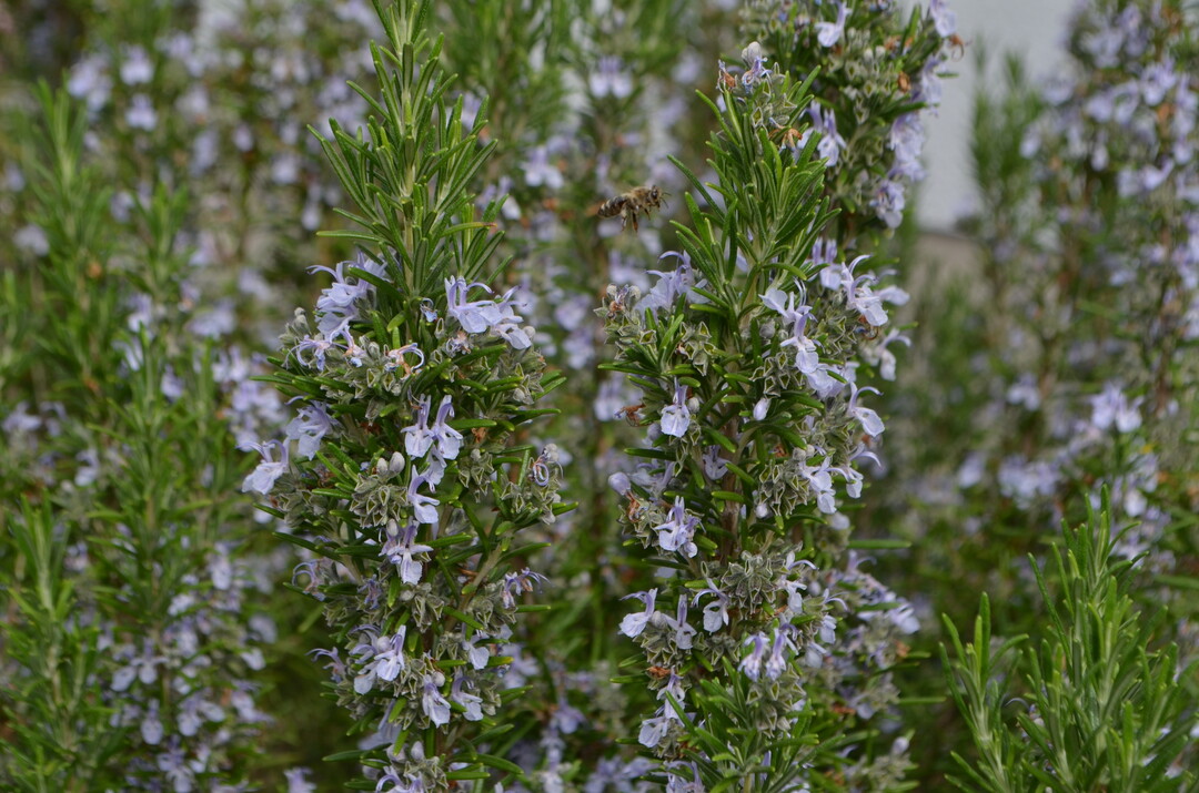 Rosmarin wird bei der RHS der Gattung Salvia zugeordnet und heit nun Salvia rosmarinus.