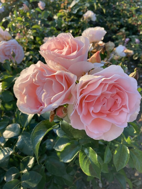 Royal Estelle, eine mit der Goldenen Rose Baden-Baden 2021 prmierte Floribunda-Rose