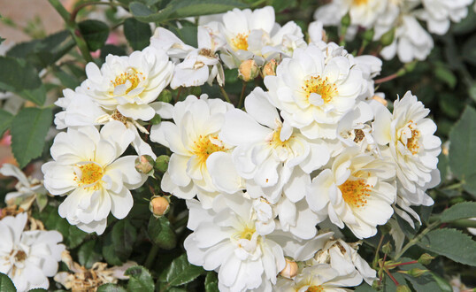  Die Kleinstrauchrose/Bodendeckerrose Royal Sternenflor ist sehr hnlich ihrer Muttersorte Sternenflor. Sie blht mehrfach im Jahr, berreich mit kleinen weien Bltensternen. Im Unterschied ist sie die Blte halbgefllt und die Farbe etwas cremiger als bei Sternenflor. Sie ist ebenfalls ein Bienen- und Hummelmagnet. Ihr Wuchs ist sehr kompakt und flach wachsend. Sie wird ca. 30-40 cm hoch und eher in die Breite. 4-5 Pflanzen bentigt man fr einen Quadratmeter. Sie ist sehr vielseitig einsetzbar und berzeugt im Kbel auf der Terrasse ebenso wie in der Flche im Straenbegleitgrn.