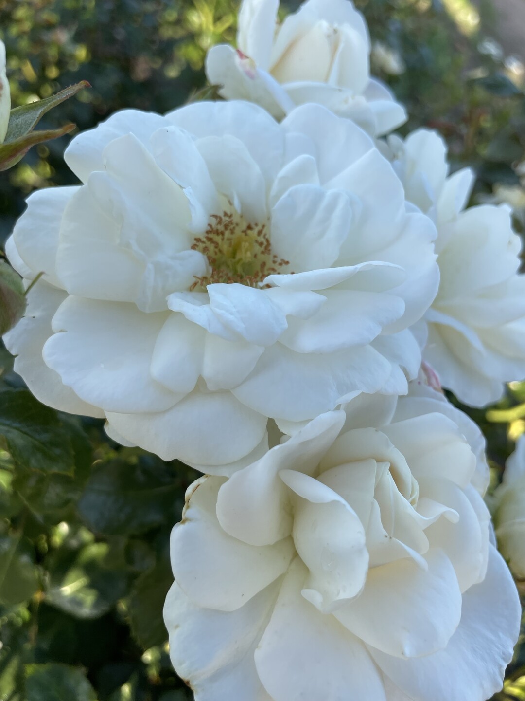 Mit duftenden weien halb gefllten Blten reich blhend. Die Blten halten lange. Bienen lieben sie. Die niedrige Strauchrose (30 bis 50 cm hoch) ist auch als Bodendecker fr groe Flchen in Grten und Parks passend. Im Winter zierende Hagebutten.