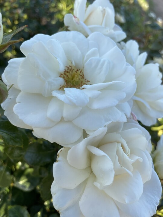 Mit duftenden weien halb gefllten Blten reich blhend. Die Blten halten lange. Bienen lieben sie. Die niedrige Strauchrose (30 bis 50 cm hoch) ist auch als Bodendecker fr groe Flchen in Grten und Parks passend. Im Winter zierende Hagebutten.