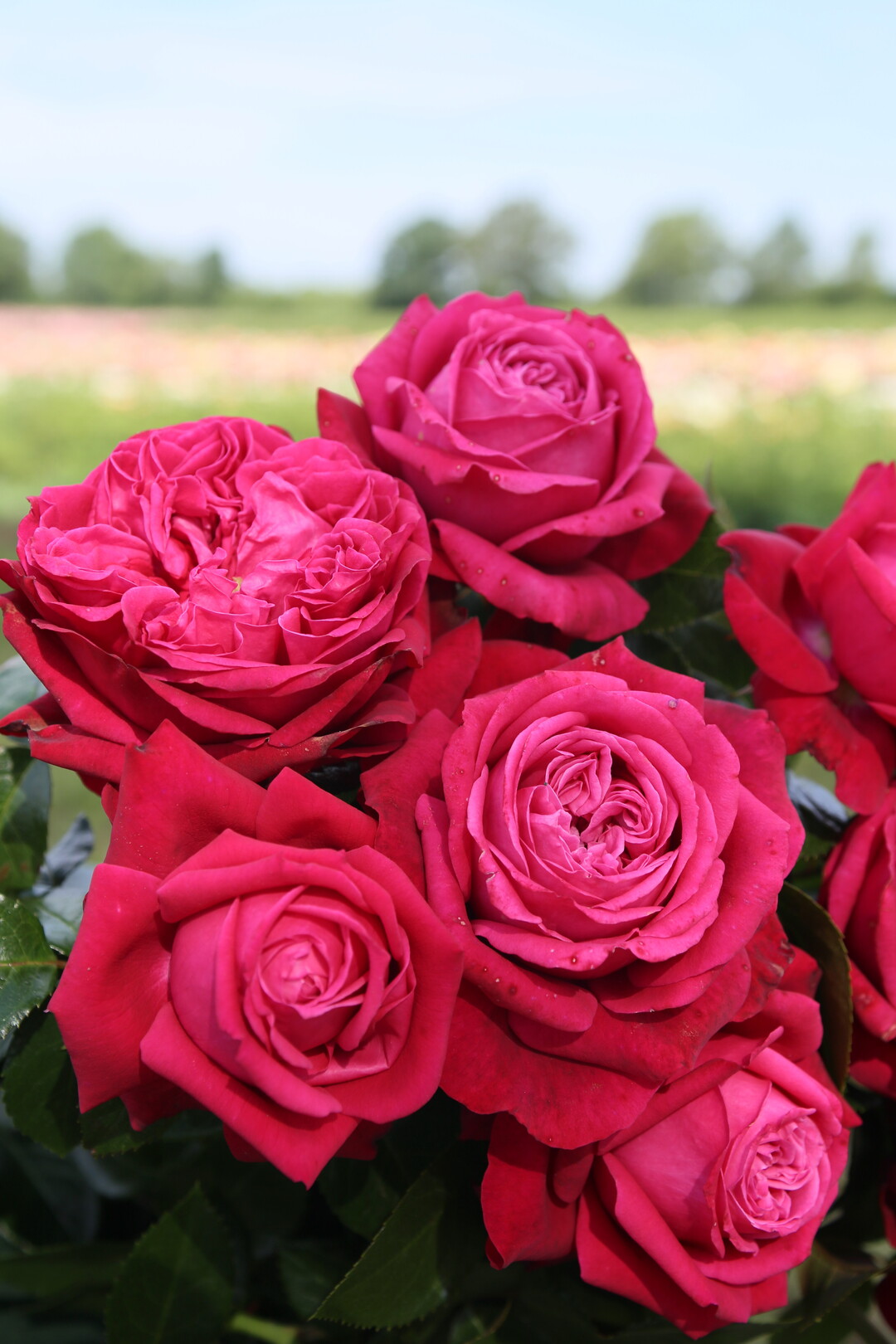 Die aufrecht-buschige Edelrose Ruby Kiss wird bis zu
1 m hoch und 50 cm breit mit weinroten
8 bis 10 cm groen, reich gefllten Blten,
die sich zu romantischen Schalen ffnen.
Durch die fr eine Edelrose seltene exzellente Blattgesundheit widersteht sie Pilz-
krankheiten.