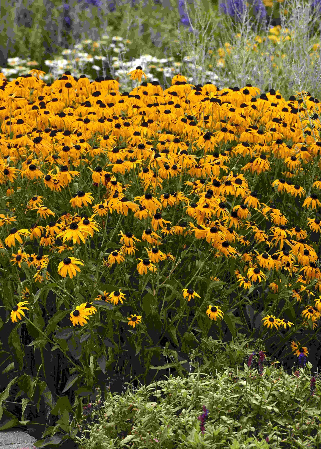   Rudbeckia sullivantii 'Goldblitz'