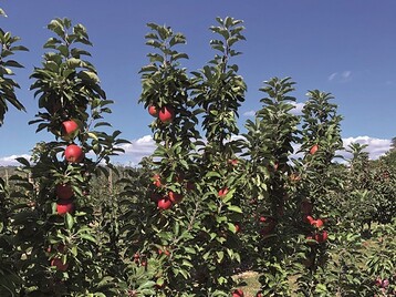 Vom 25. bis 28. Januar 2022 knnen sich Besucher der IPM in Essen bei Artevos an Stand 7D30 in Halle 7 ber diese Obstneuheiten informieren. 