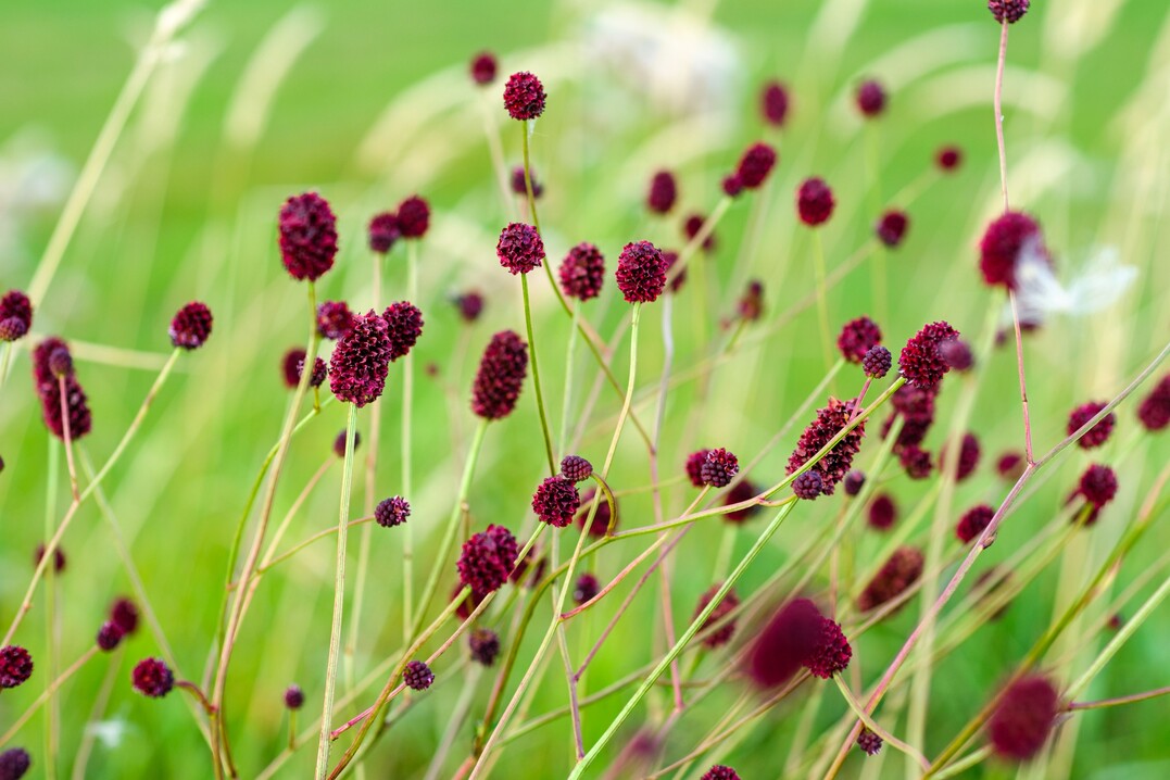 Sanguisorba officinalis, der Große Wiesenknopf, gedeiht in extensiv bewirtschafteten Grünlandflächen, wie in Feuchtwiesen.