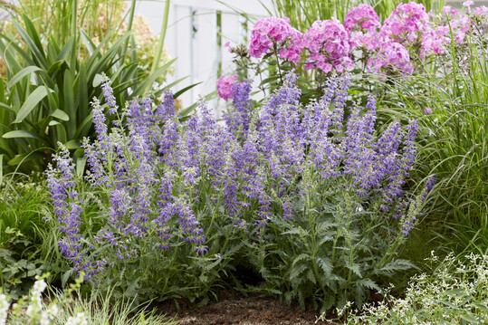       Salvia "Feather Peacock"    