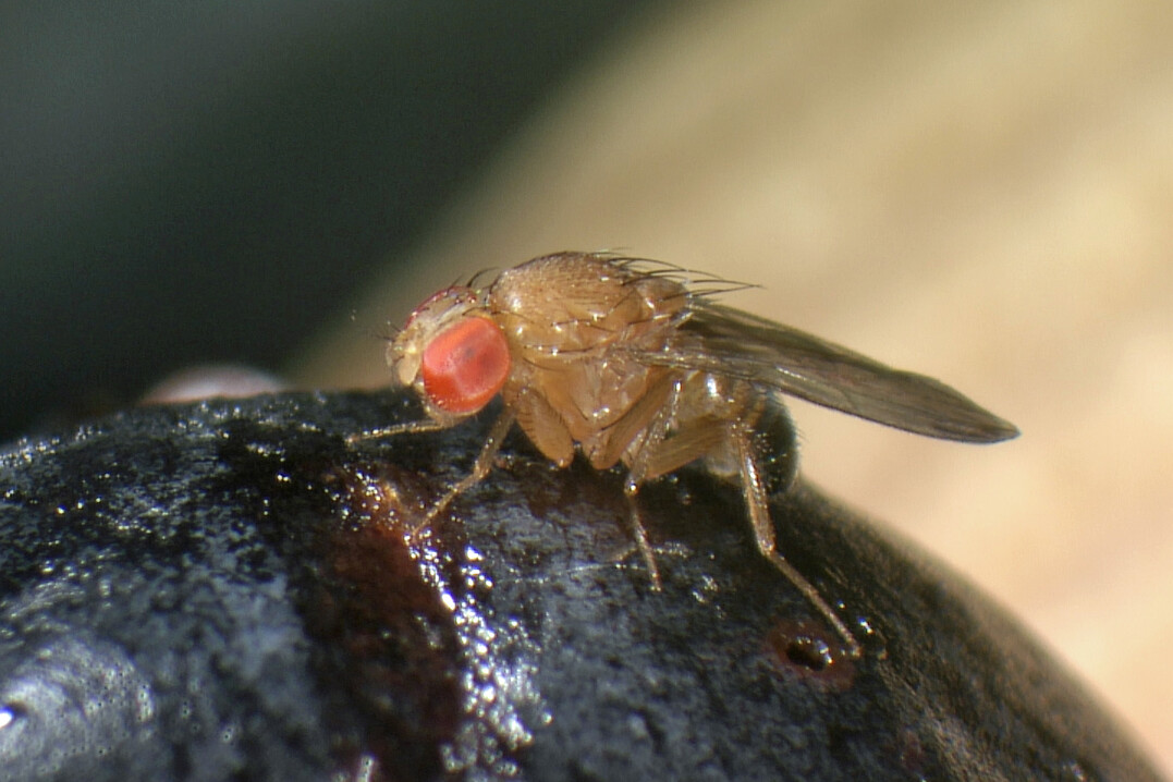 Die invasive Kirschessigfliege Drosophila suzukii ist ein Schdling, fr den eine Bekmpfung mittels Gene Drives in Betracht gezogen wird.