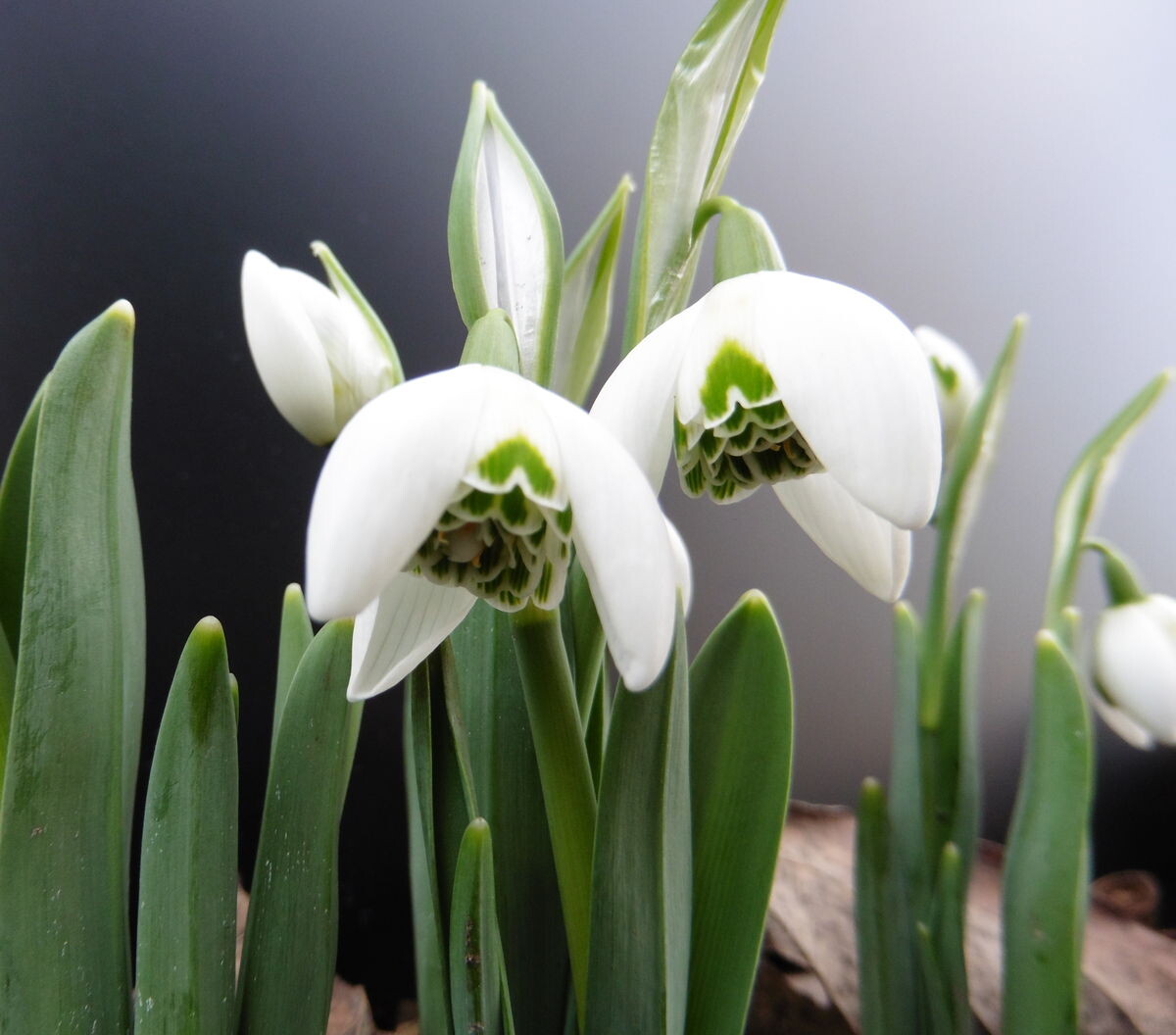  Schneeglöckchentage in Mannheim - Gartenpraxis Bildidee 