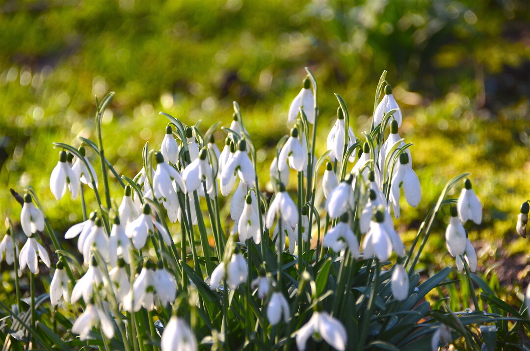 Zauberhafte Galanthus bei den Schneeglöckchentagen im Luisenpark Mannheim.