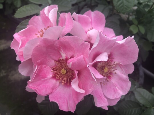   Persica See you in rose (Kordes Rosen)
ist eine dichtbuschige und besonders reichblhende Persica-Hybride mit einem aufflligen, rtlichen Auge in leicht gefllten, zartrosa Bltenschalen mit weier Unterseite. Reicher Durchtrieb auch ohne Sommerschnitt bei guter Blattgesundheit. Ergnzung der insektenfreundlichen SEE YOU-Kollektion.