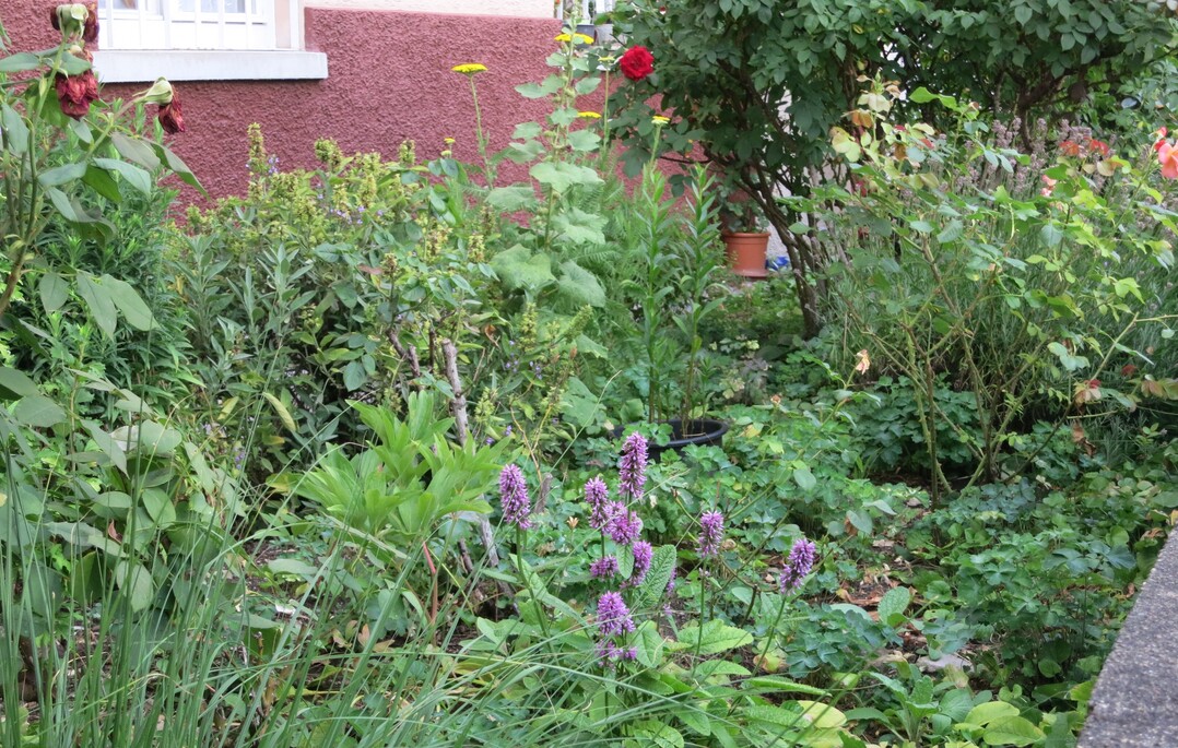 Bitte kein Schotter: Jede noch so kleine bepflanzte Fläche im Vorgarten fördert Insekten, ermöglicht Versickerung und wirkt kühlend auf das Mikroklima.