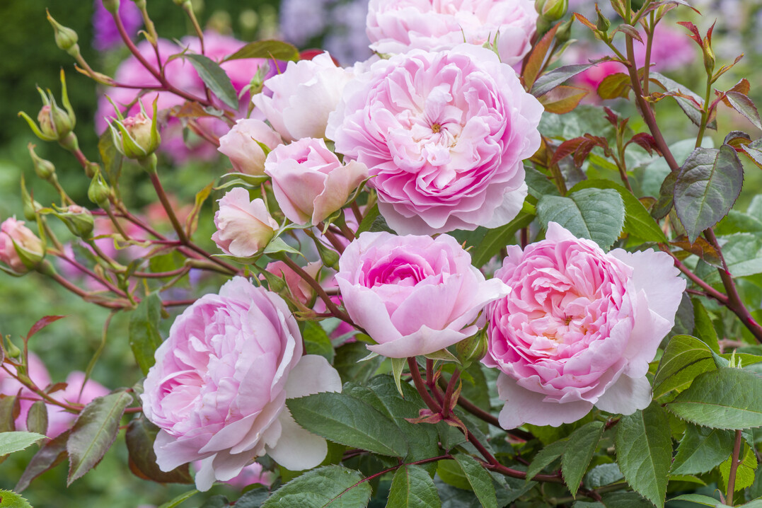 Rosa 'Silas Marner' kann von Rosenfreunden aus EU-Ländern wieder direkt beim Züchter Austin Roses bestellt werden.