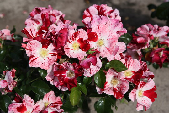 Die Kleinstrauchrose Simsalabim ist eine lebhaft gefrbte, aber trotzdem nicht zu bunt anmutende Neuheit im NektarGarten-Sortiment insektenfreundlicher Rosen fr den naturnahen Garten. Die aufrecht-buschige Kleinstrauchrose trgt reiche Dolden von groen, einfachen Bltenschalen im Kontrast zur glnzenden Belaubung, die fr Pilzkrankheiten aller Art gnzlich unempfindlich ist.