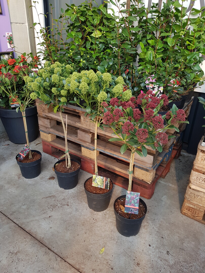 Skimmia Gold Series