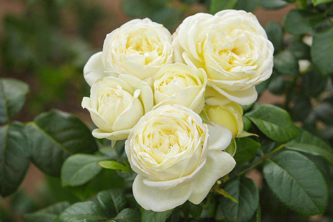 Solo: (Syn. #yeswecare) Die Edelrose Solo zeigt einen eindrucksvollen Hell-Dunkel-Kontrast. Die schneeweien Blten (8 bis 10 cm Durchmesser) setzen sich effektvoll vor dem tiefgrn glnzenden Laub ab. Die Edelrose ist eine der gesndesten Tantau-Rosen und trgt das ADR-Gtezeichen 2020; sie hat eine hohe Blattgesundheit und ist uerst widerstandsfhig gegen Mehltau und Sternrutau. Aufgrund ihrer Vitalitt toleriert sie sogar halbschattige Standorte und die Strahlkraft ihrer Blten bringt Licht in dunklere Bereiche des Gartens. Sie wird 100 bis 130 cm hoch und duftet mittelstark. Verwendung: Beete, Staudenmischpflanzung, Gruppen, Hecken.