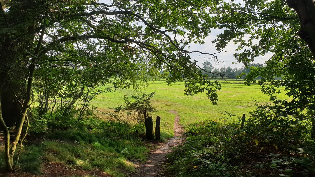 Schattige Plätze in Garten und Natur waren in diesem Sommer besonders gefragt