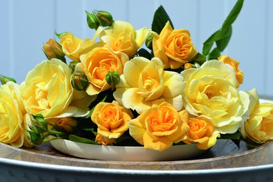 Die Bodendeckerrose aus der Flower Carpet-Serie blht gelbmit halb gefllten Blten und ist insektenfreundlich.